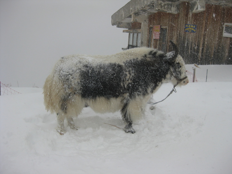 Sometimes, you gotta shave that yak!
